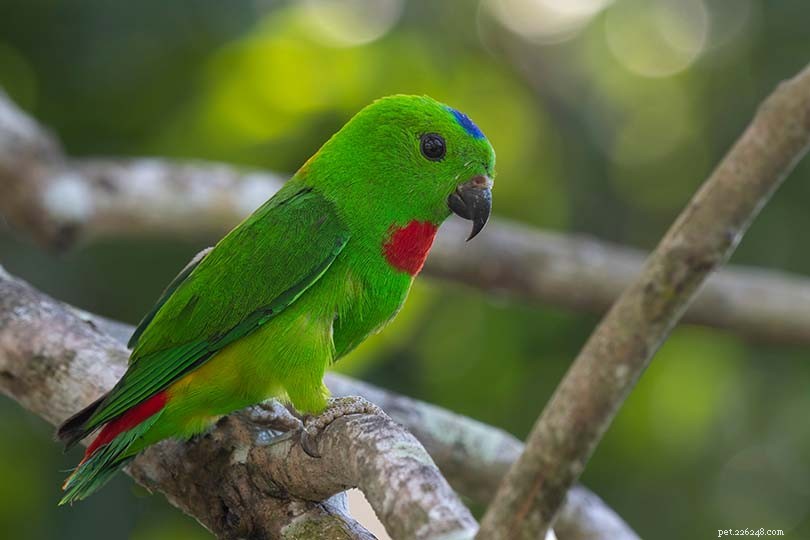 Red Rump Parakeet: Care Guide & Fascinating Traits for Your New Companion