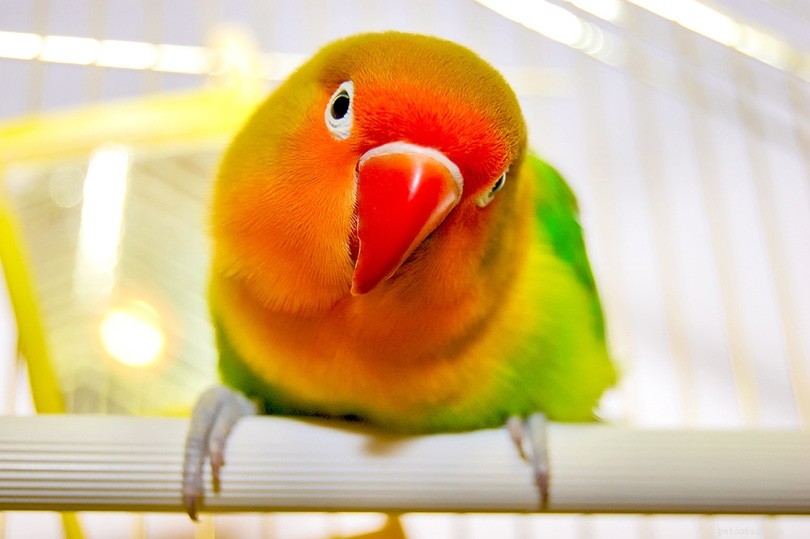 Red-Headed Lovebird Care: Tips for a Happy, Healthy Pet