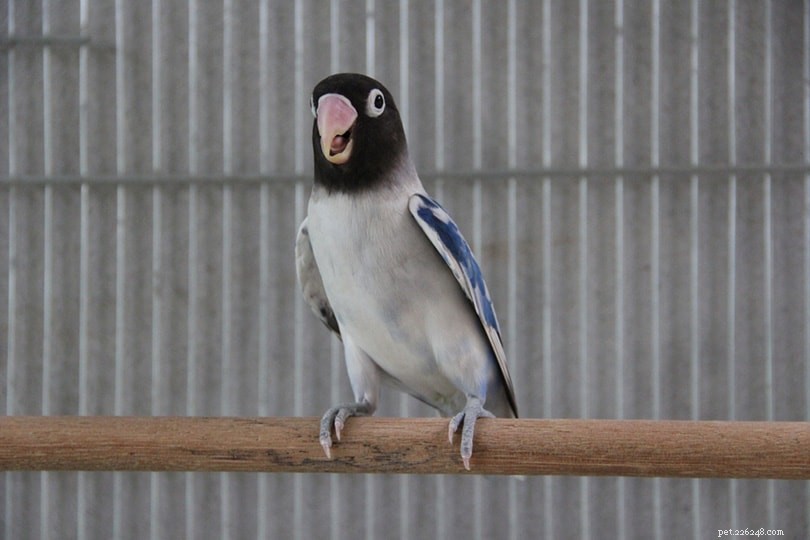 Pied Lovebird: Marbled Beauty & Care Tips