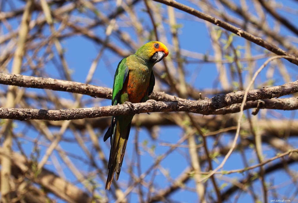 Golden-Capped Conure: Vibrant Parrot, Near Threatened Status & Care Guide