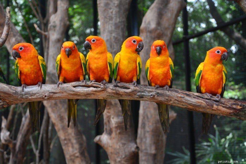 Red Factor Sun Conure – The Premium, Rare Color Mutation of Sun Conures