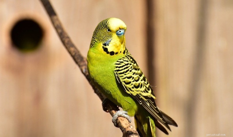 Green Parakeet (Psittacara): Care, Conservation, and Legal Considerations