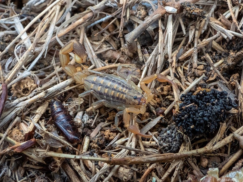 Scorpions in Hawaii: What You Need to Know