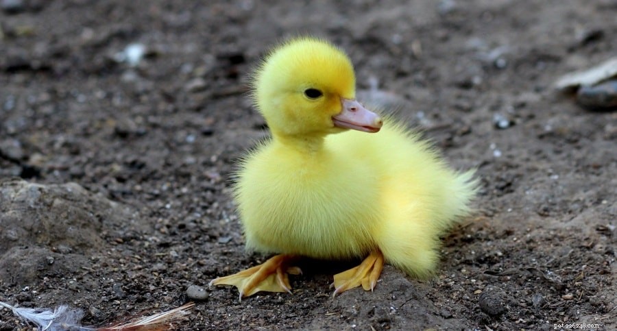 The Truth About Duckling Colors: Why Some Are Yellow and What Others Look Like