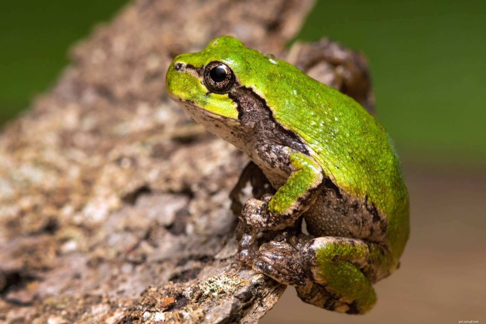 Explore 15 Diverse Tree Frog Species Across the U.S. – With Photos