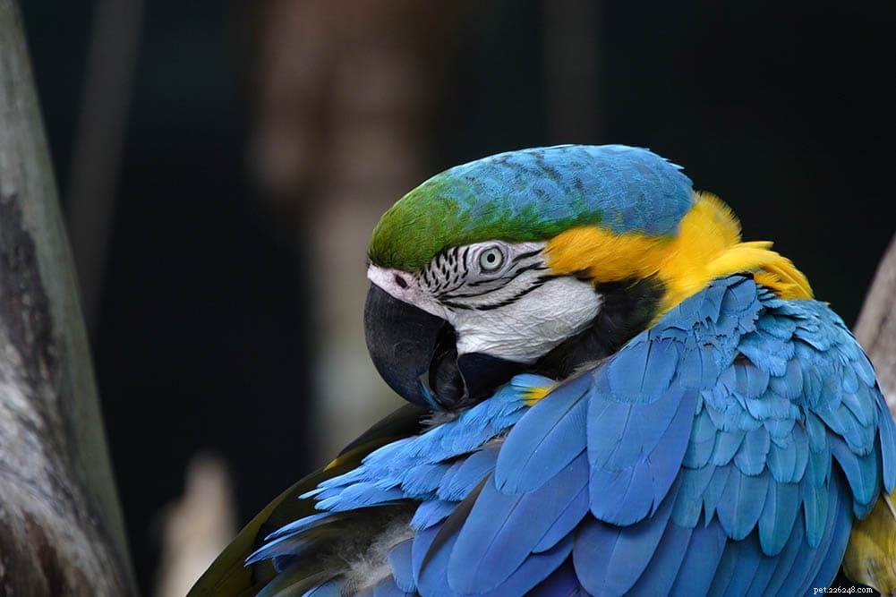 Preventing and Treating Feather Plucking in Birds: A Complete Care Guide