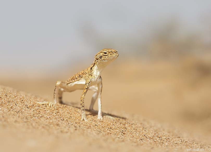 The Toad-Headed Agama: A Beautiful, Intelligent African Rainforest Lizard
