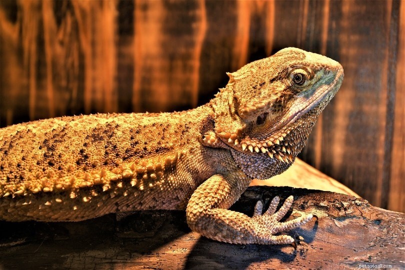 The Bearded Dragon’s Hidden Third Eye: How It Works & Why It Matters