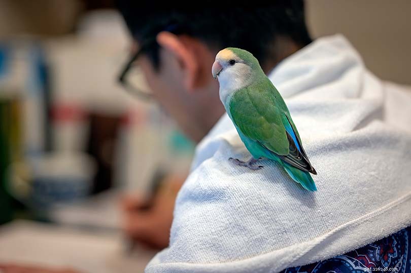 Blue Peach‑Faced Lovebird: Bright Color, Playful Spirit & Easy Care