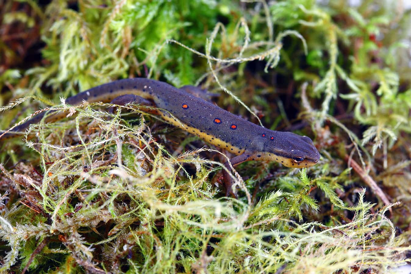 Eastern Newts  Diet: What They Eat in the Wild and as Pets