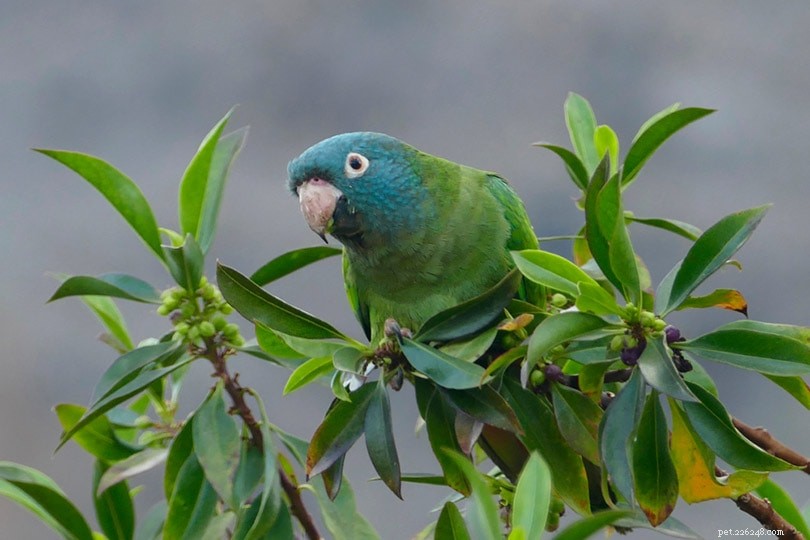 Blue‑Crowned Conure: A Sweet, Social Parrot Ideal for Families