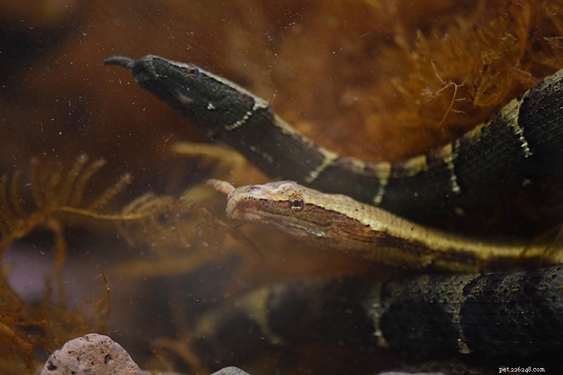 Tentacled Snake: Fascinating Features, Care Guide & Trade Insights