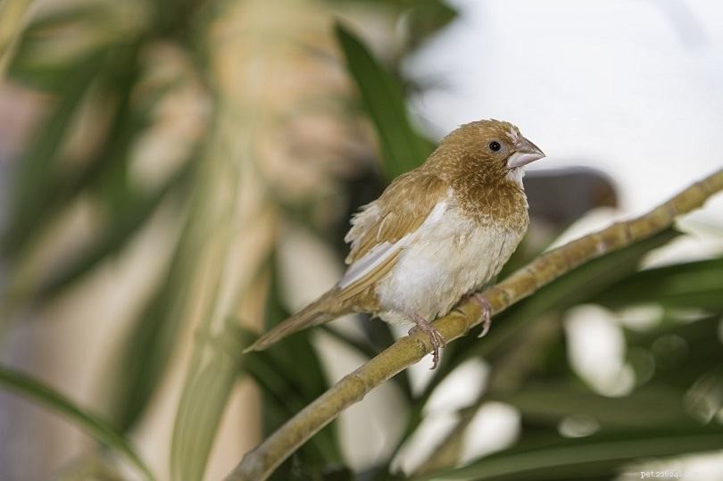 Society Finch (Bengalese Finch): A Charming, Colorful Cage Bird