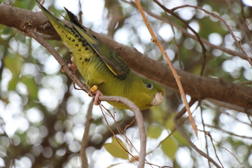 Lineolated Parakeet: A Quiet, Easy-to-Care Bird Ideal for First-Time Owners