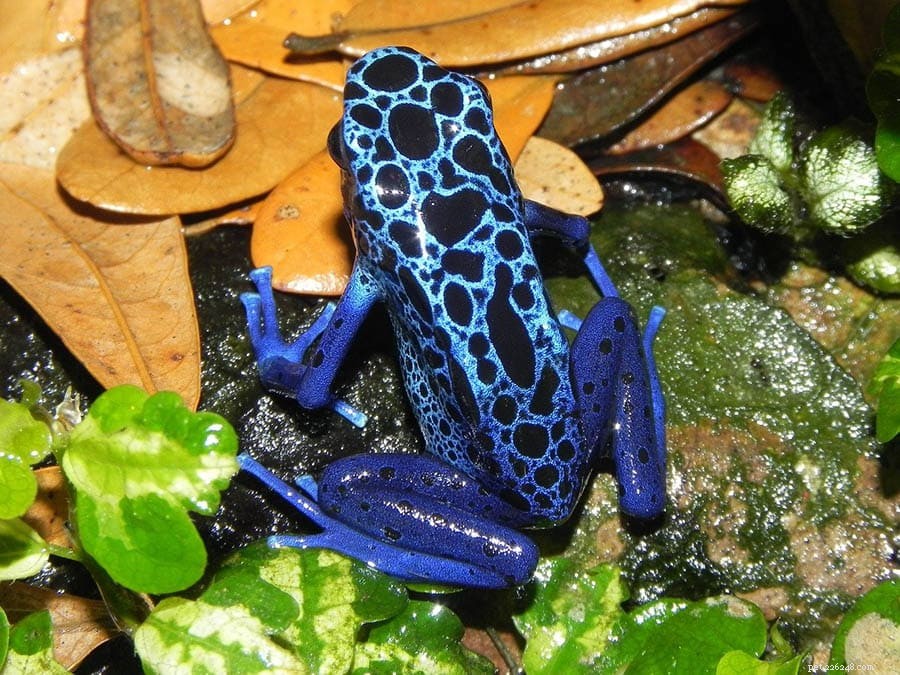 Dart Frog Diet: Wild Food Habits and Ideal Pet Nutrition