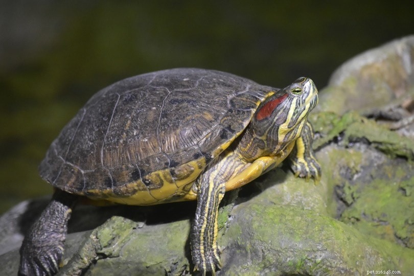 Discover Georgia s 10 Most Common Turtle Species (With Photos)