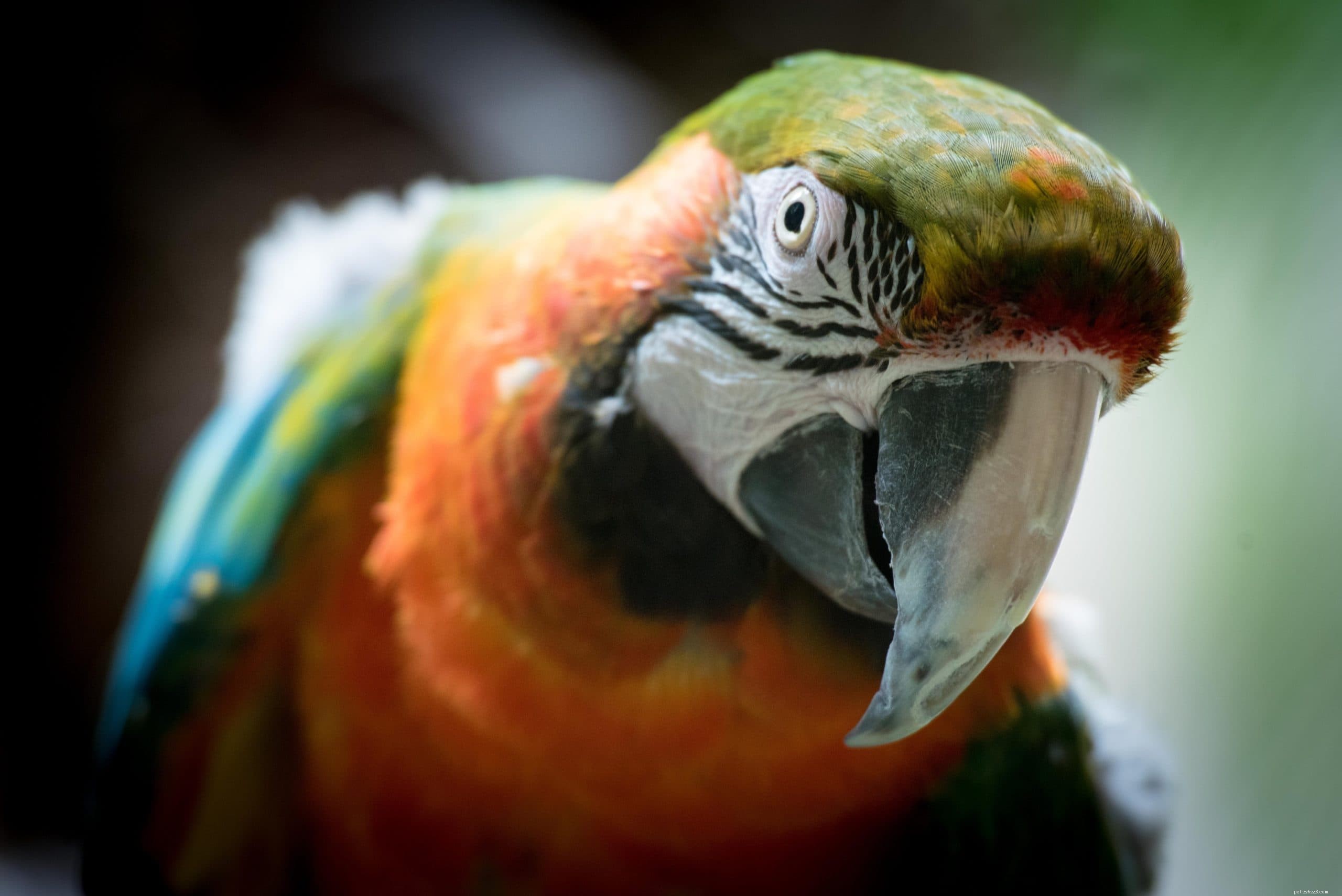 Harlequin Macaw: Vibrant Hybrid Parrot – Friendly, Intelligent, and Beautiful Pets