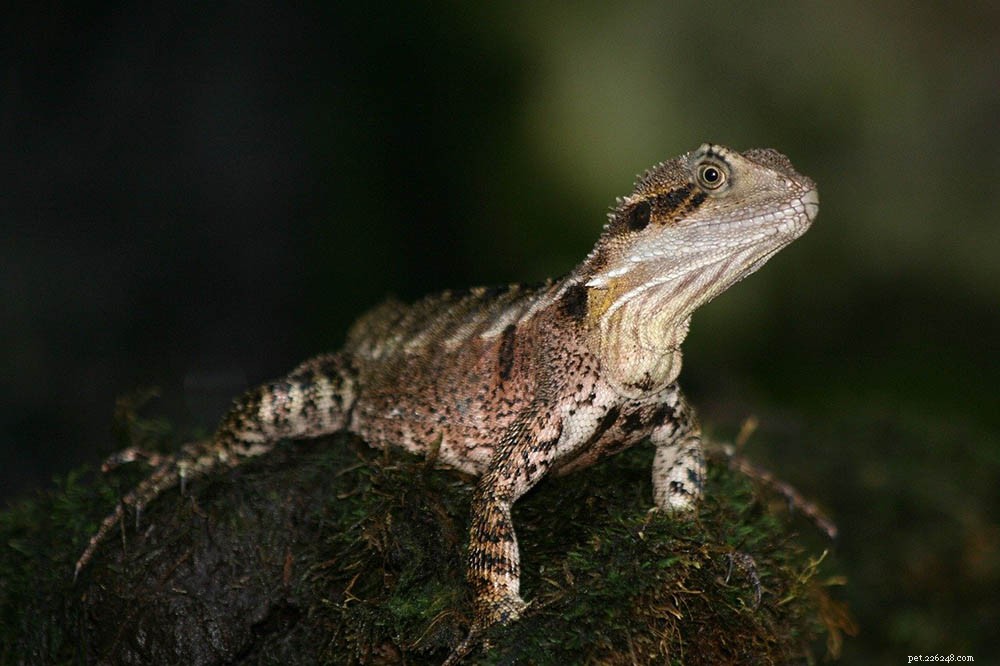Australian Water Dragon Care Guide: Habitat, Diet, and Handling Tips