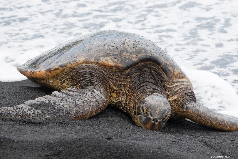 What Do Pond Turtles Eat? A Complete Guide to Their Diet & Habitat