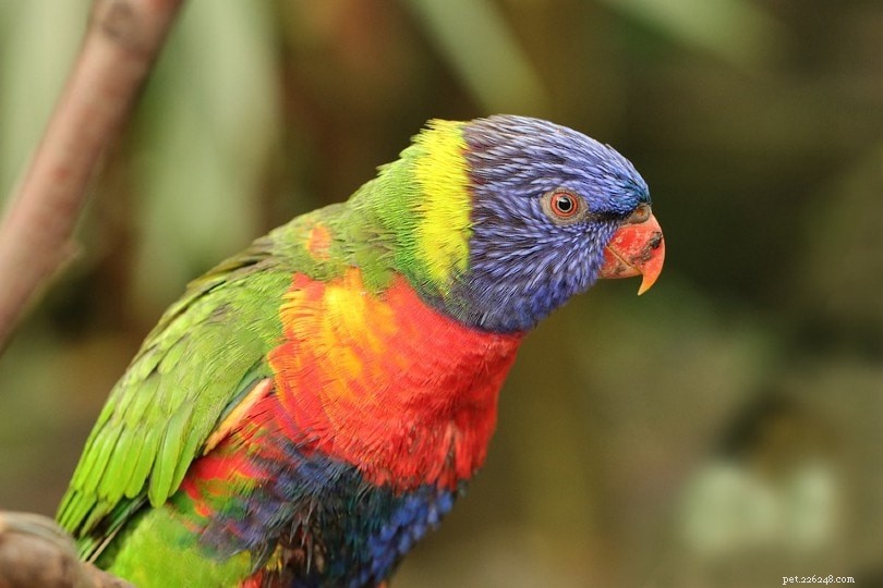 Are Lorikeets the Perfect Pet? A Comprehensive Guide for Prospective Owners