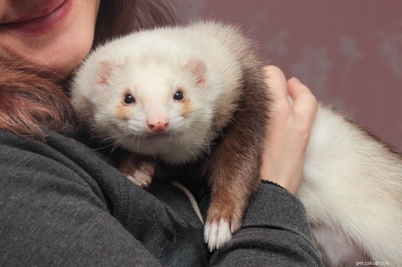 Champagne Ferrets: The Ideal Lively Companion for Your Home