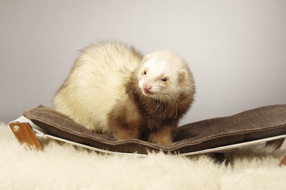 Cinnamon Ferret: A Charming Companion for Your Home