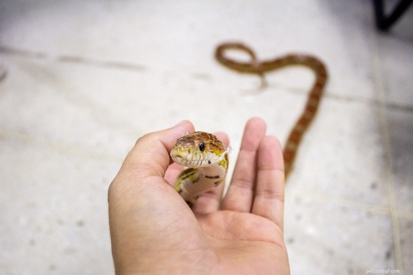 Palmetto Corn Snake – A Popular, Docile Pet Choice