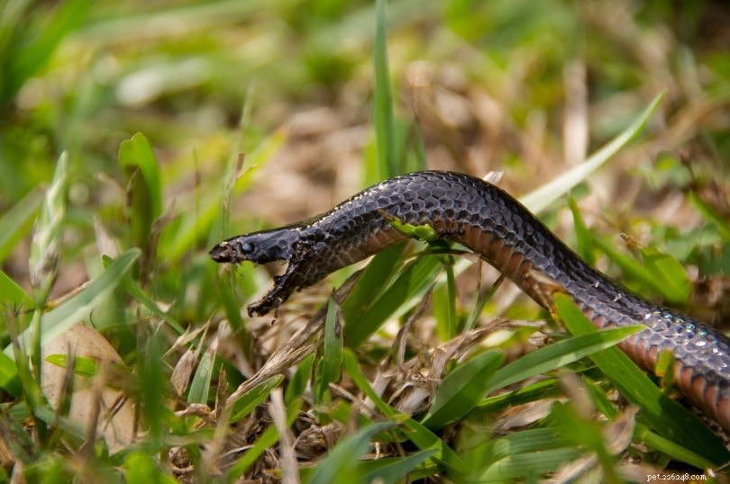 10 Common Snakes in Wisconsin – Identification Guide with Photos