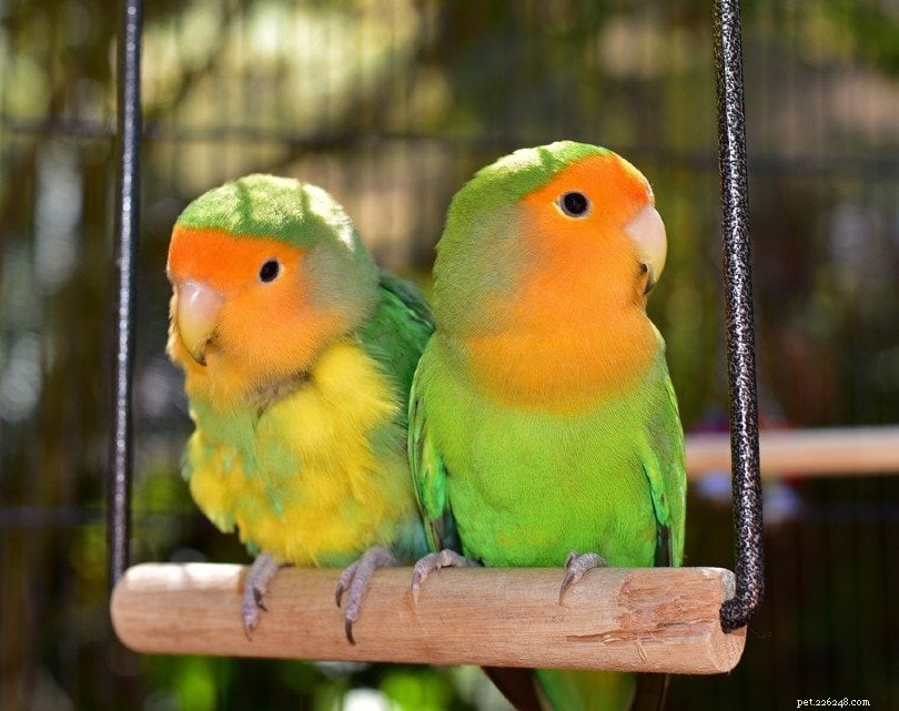 Discover 5 Stunning Lovebird Colors for the Perfect Pet Companion