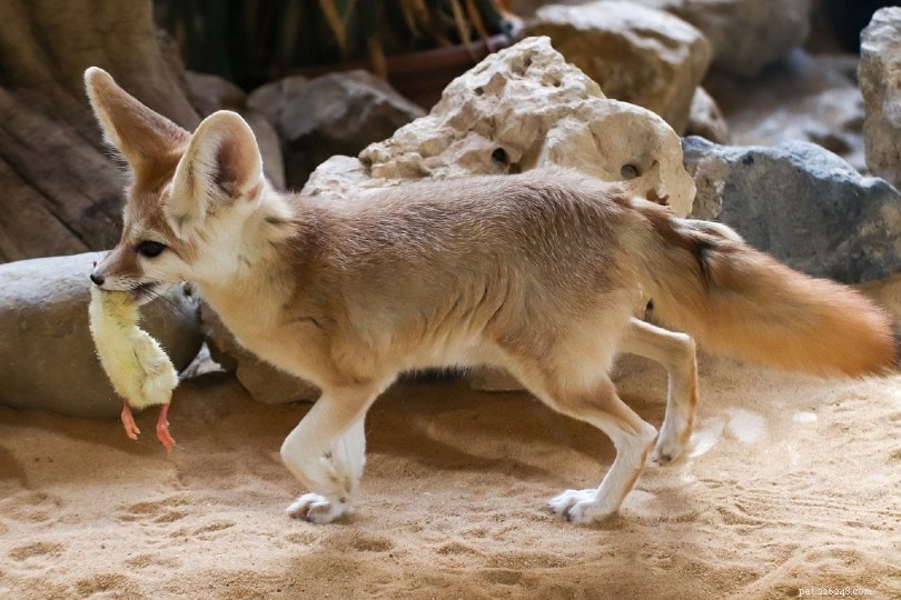 The Complete Guide to Fennec Fox Diets: What They Eat in the Wild and in Captivity