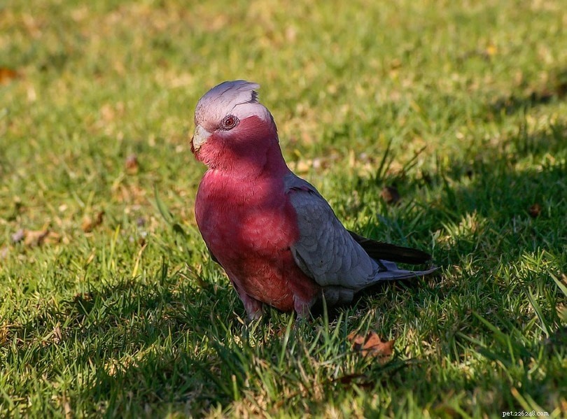 Explore Australia’s 9 Native Cockatoo Species