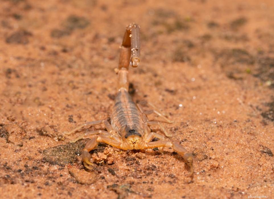 Six Unique Scorpion Species Native to Texas