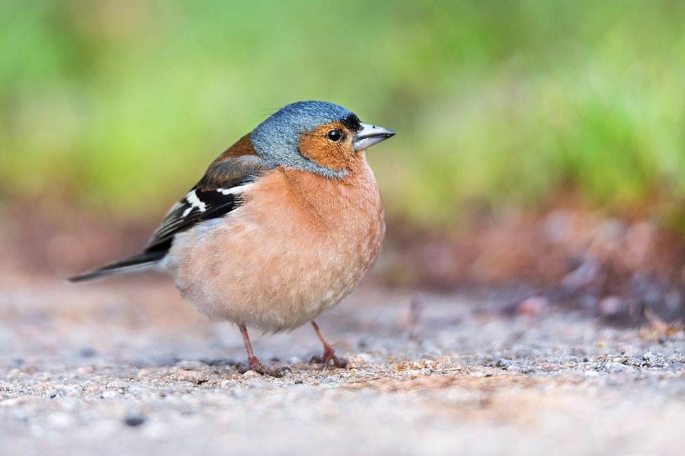 Finch Nutrition Demystified: What They Eat in the Wild and as Pets