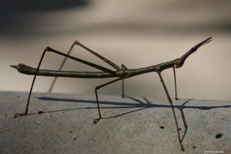 Are Walking Stick Insects Ideal Pets for Low-Maintenance Enthusiasts?