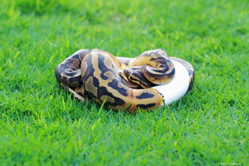 GHI Ball Python Morph: Unique Dark Beauty & Easy Care Guide
