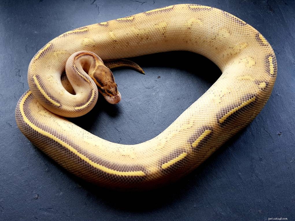 Explore the Stunning Highway Ball Python Morph