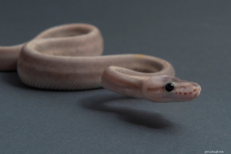 Purple Passion Ball Python: A Rare and Stunning Morph