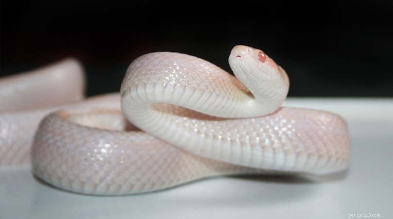 White Corn Snake: Care, Traits & Popular Morphs