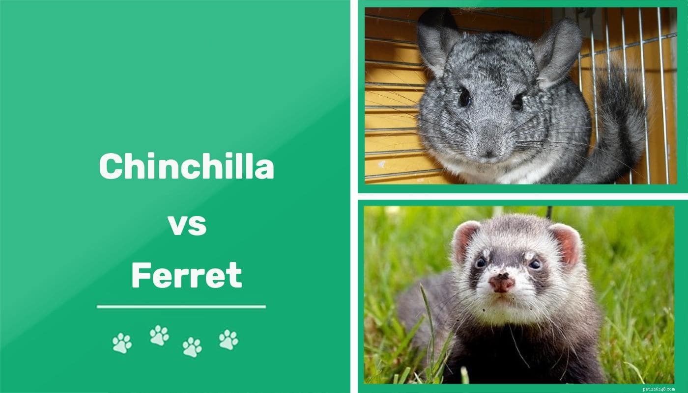 Chinchilla vs. Ferret: Pick the Right Pet for Your Home
