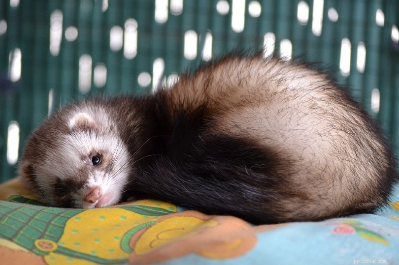 Ferrets: Nocturnal? Discover Their True Activity Pattern