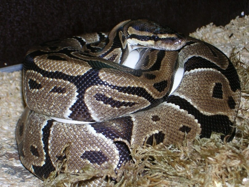 Super Pastel Ball Python: A Comprehensive Guide to Care, Features, and Lifespan