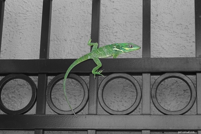 Jamaican Giant Anole: Comprehensive Facts, Care Guide & Photos