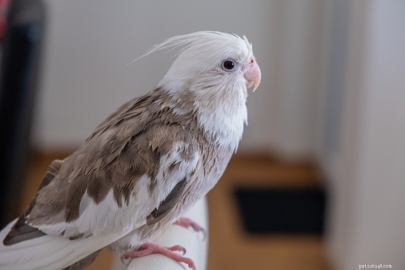 Train Your Pet Bird to Stay Indoors—No Cage Needed & No Flying Off
