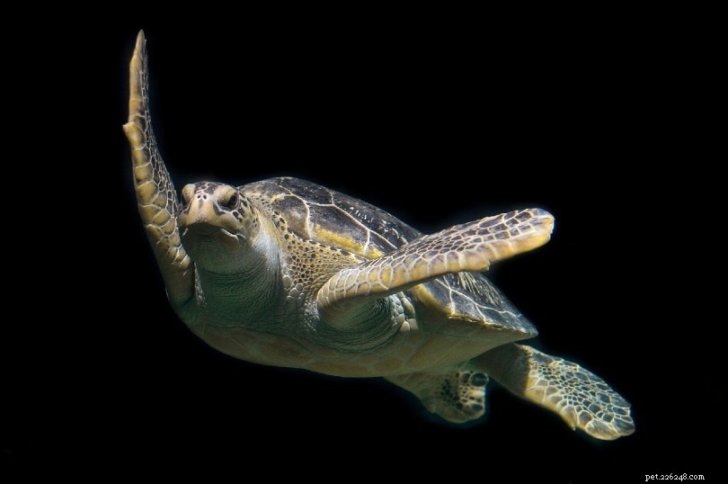 Do Turtles Have Night Vision? What Their Eyes Really Tell Us