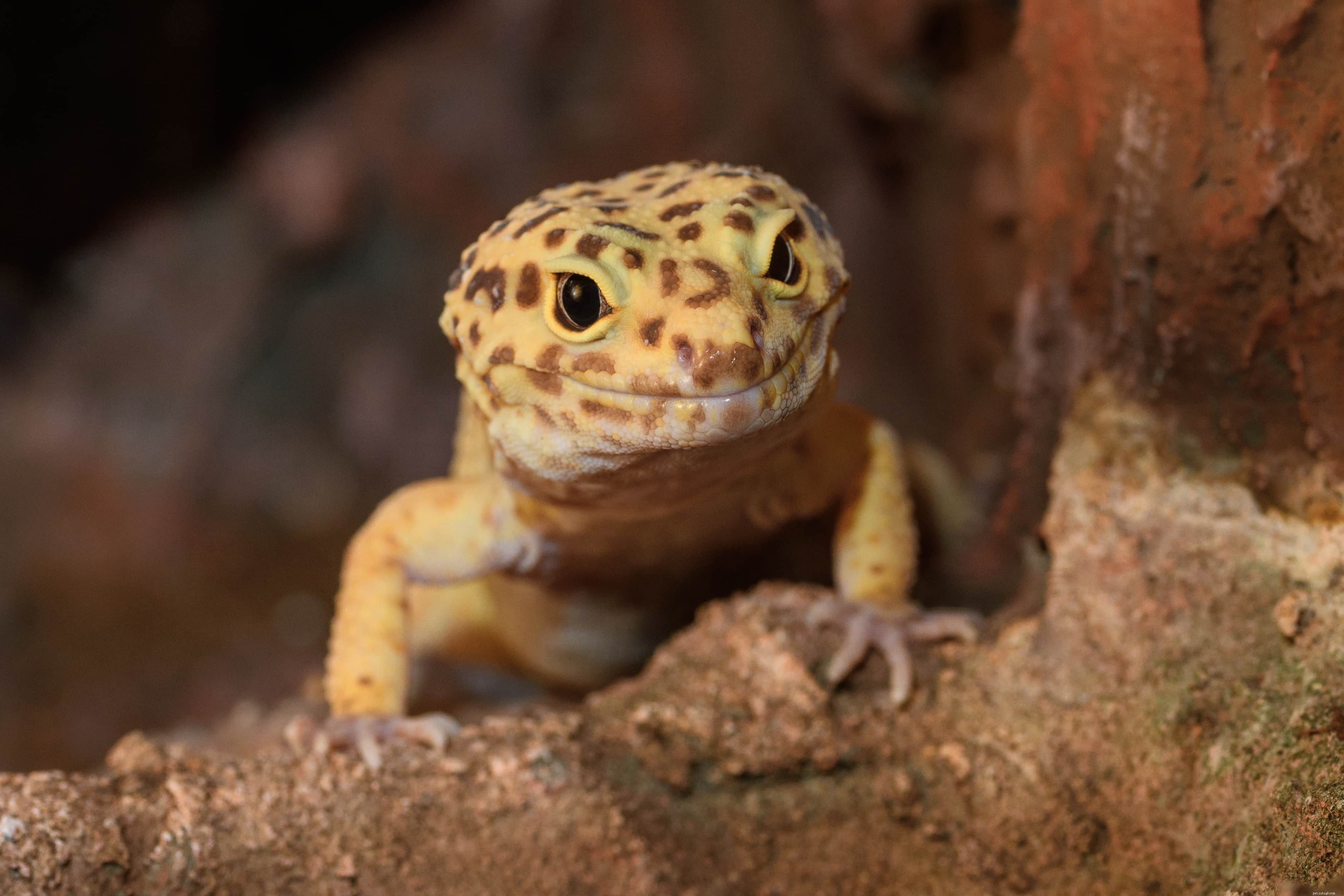 Are Leopard Geckos Comfortable Being Held? A Comprehensive Guide