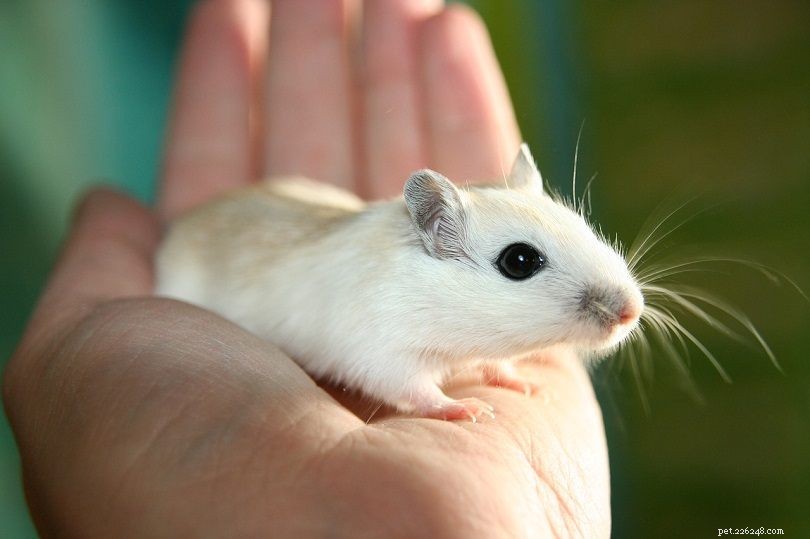 Do Gerbils Bite? A Comprehensive Guide for Prospective Owners