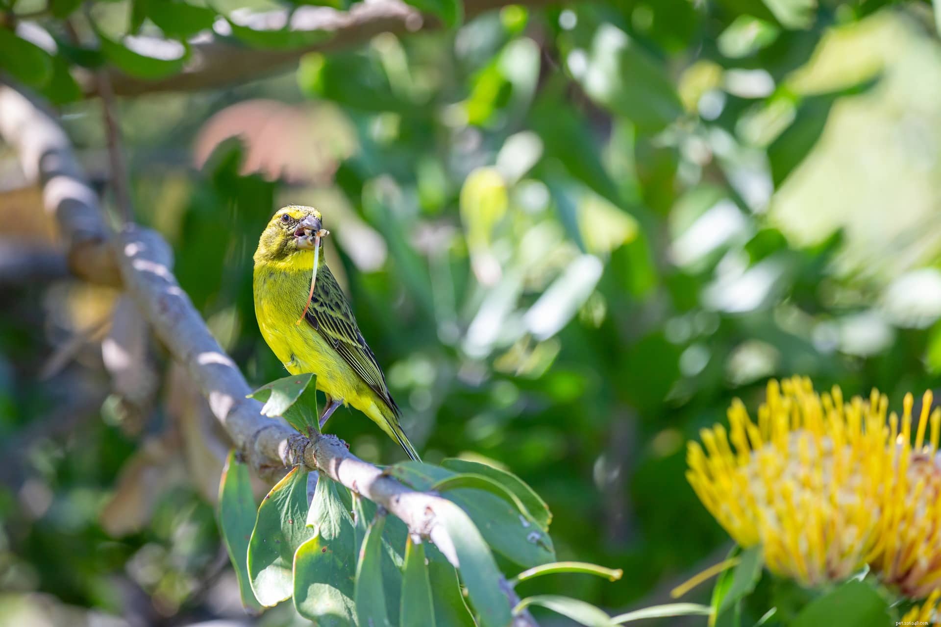 Canary-Winged Parakeet: The Ideal Low-Maintenance Pet Parrot