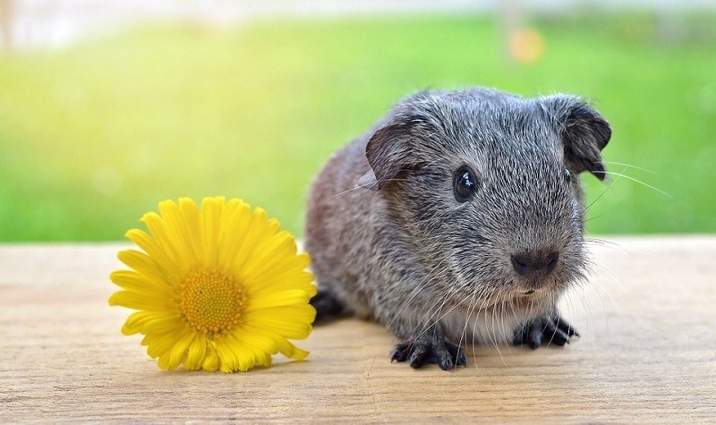 Guinea Pigs Aren’t Nocturnal – Discover Their True Daily Activity Pattern