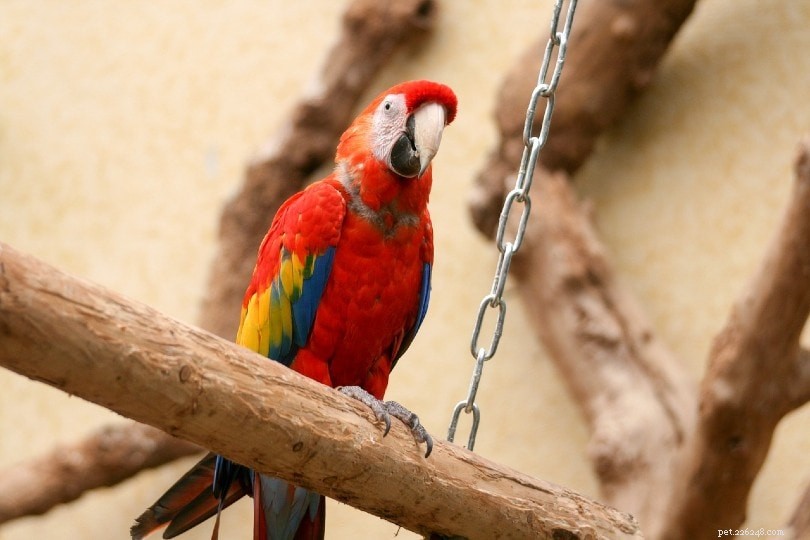Scarlet Macaw Lifespan: Minimum and Maximum Ages Explained