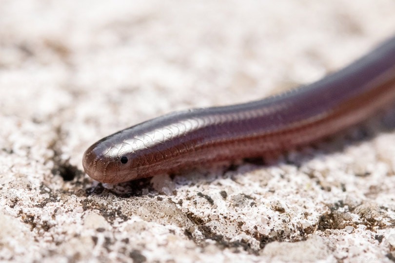 Snake Species in Hawaii: Discover the Island Blind (Brahminy) Snake